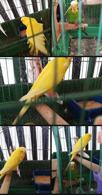 ذكر انصاص لاتيني عين حمراء و نتايه بادجي نورمال