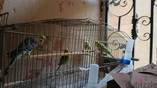 بادجي