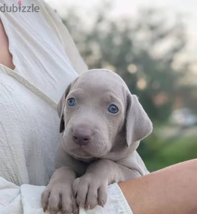 Weimaraner puppy female from Russia