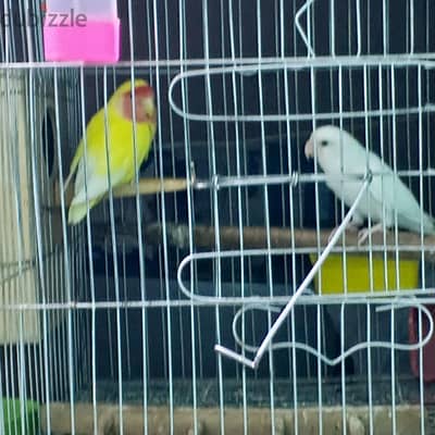 طيور  روز للبيع الحالة بسم الله ماشاء الله عندهم اربع بيضات