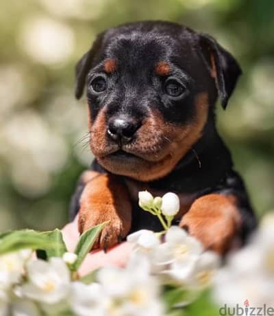 Miniature pinscher puppy female from Russia