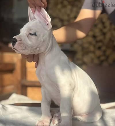 Dogo argentino puppy boy from Russia