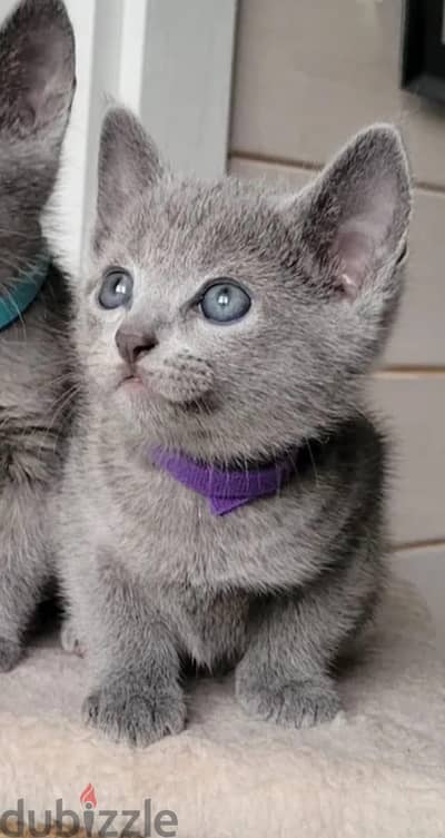 Russian blue kitten female from Russia