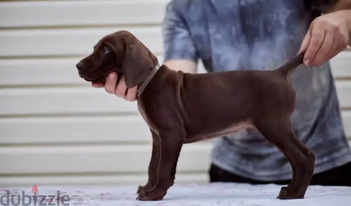 German pointer puppy male from Russia