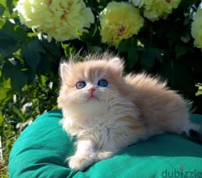 British longhair kitten boy from Russia