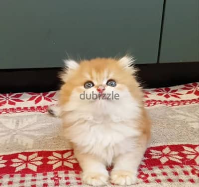 British longhair kitten male from Russia