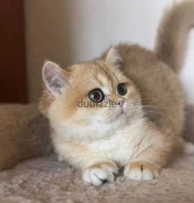 British shorthair kitten female from Russia