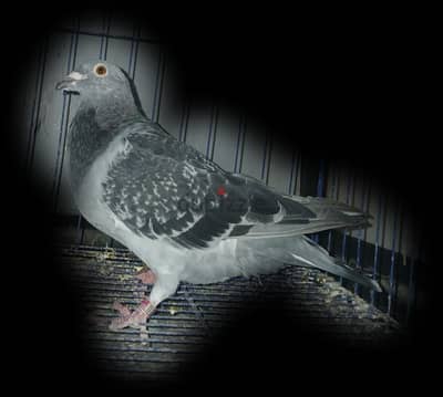 شاب زاجل مستوي قوي