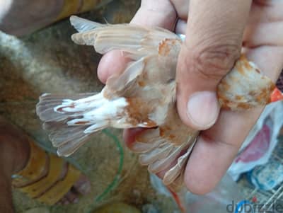 زيبرا هاف اورنج فول اورنج
