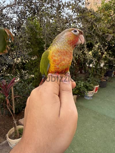 بينابول هاي ريد تاكيل يدوي
