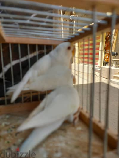 عصافير الروز البينو