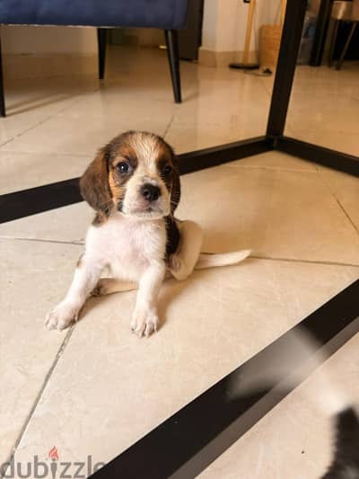 Beagle Puppies جراوي بيجل ٤٥ يوم