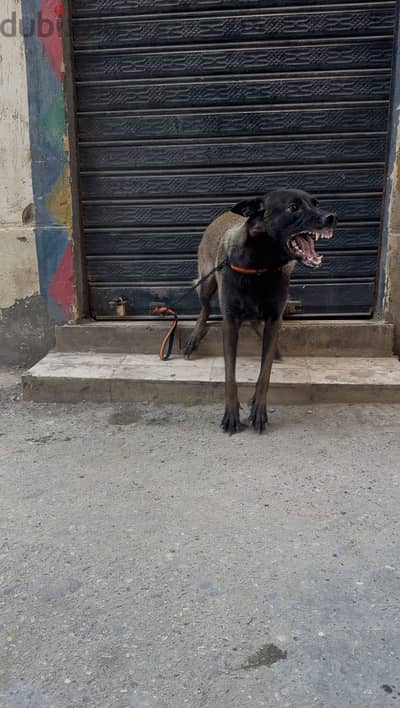Belgian Malinois Female High Drive, Obedient, and Exceptional Mother