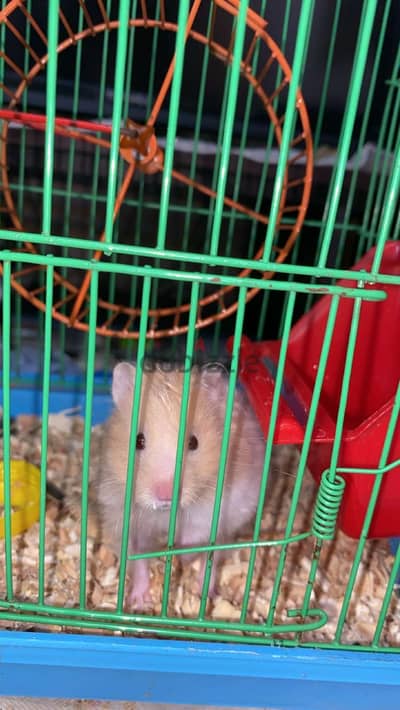 Hamsters