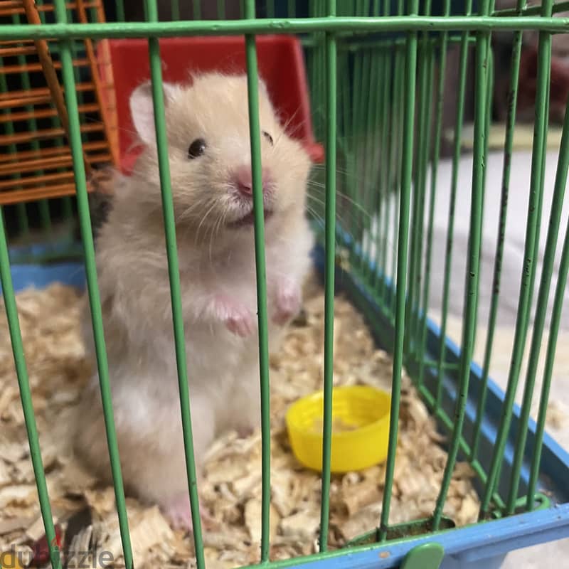 Hamsters 1