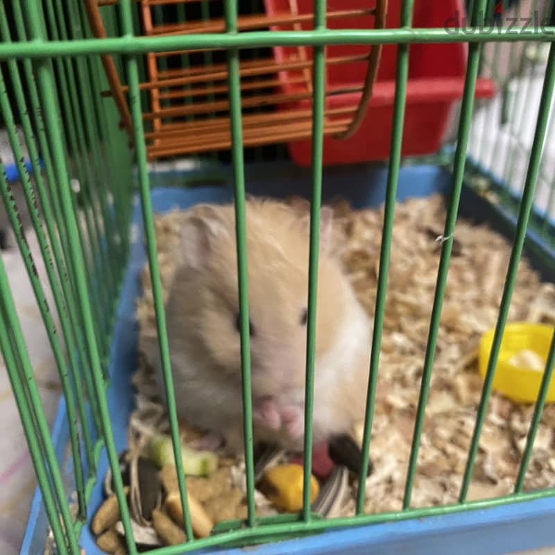Hamsters 2