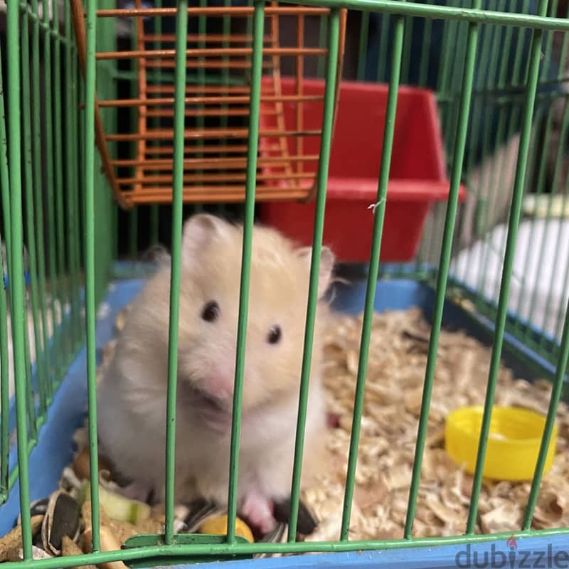 Hamsters 3