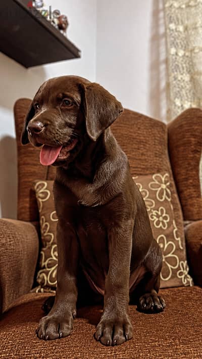 Male chocolate Labrador retreiver