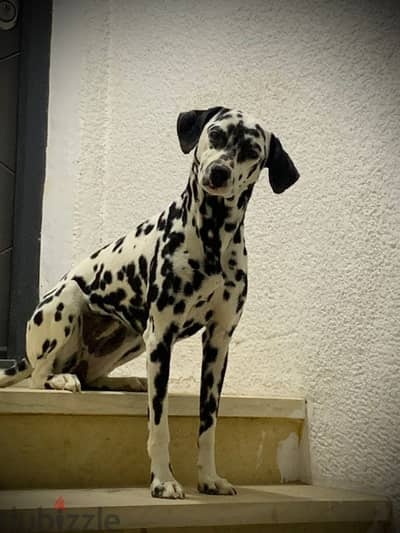Dalmatian dog
