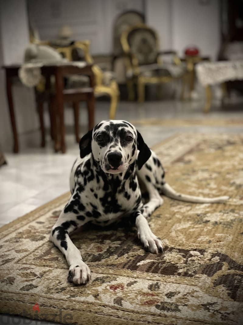 Dalmatian dog 1