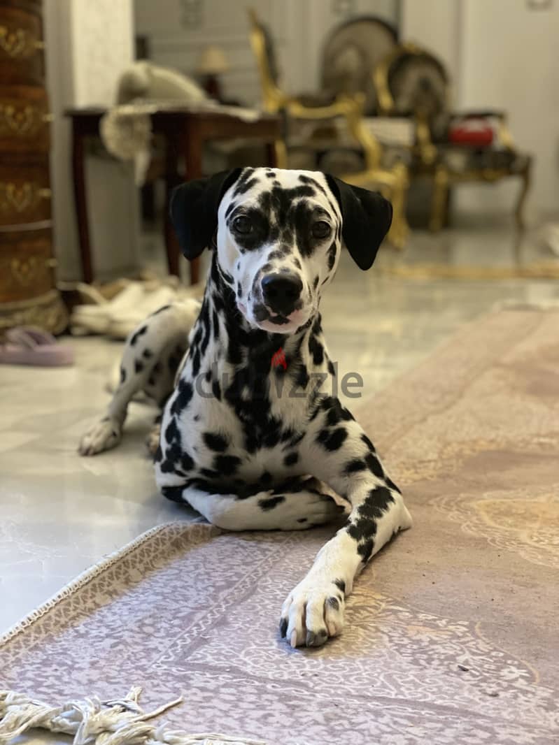Dalmatian dog 2