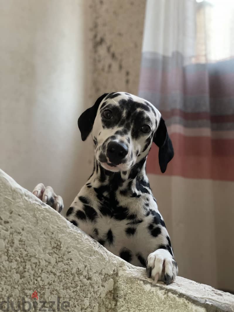 Dalmatian dog 3