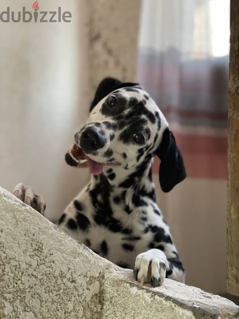 Dalmatian dog 4