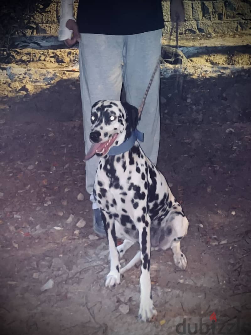 Dalmatian dog 5