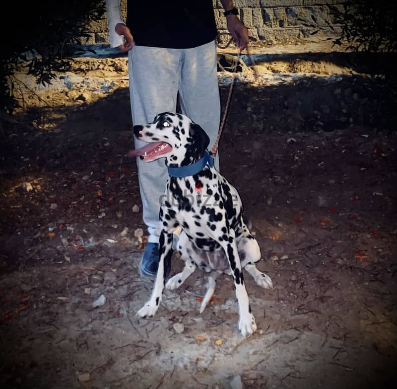 Dalmatian dog 6