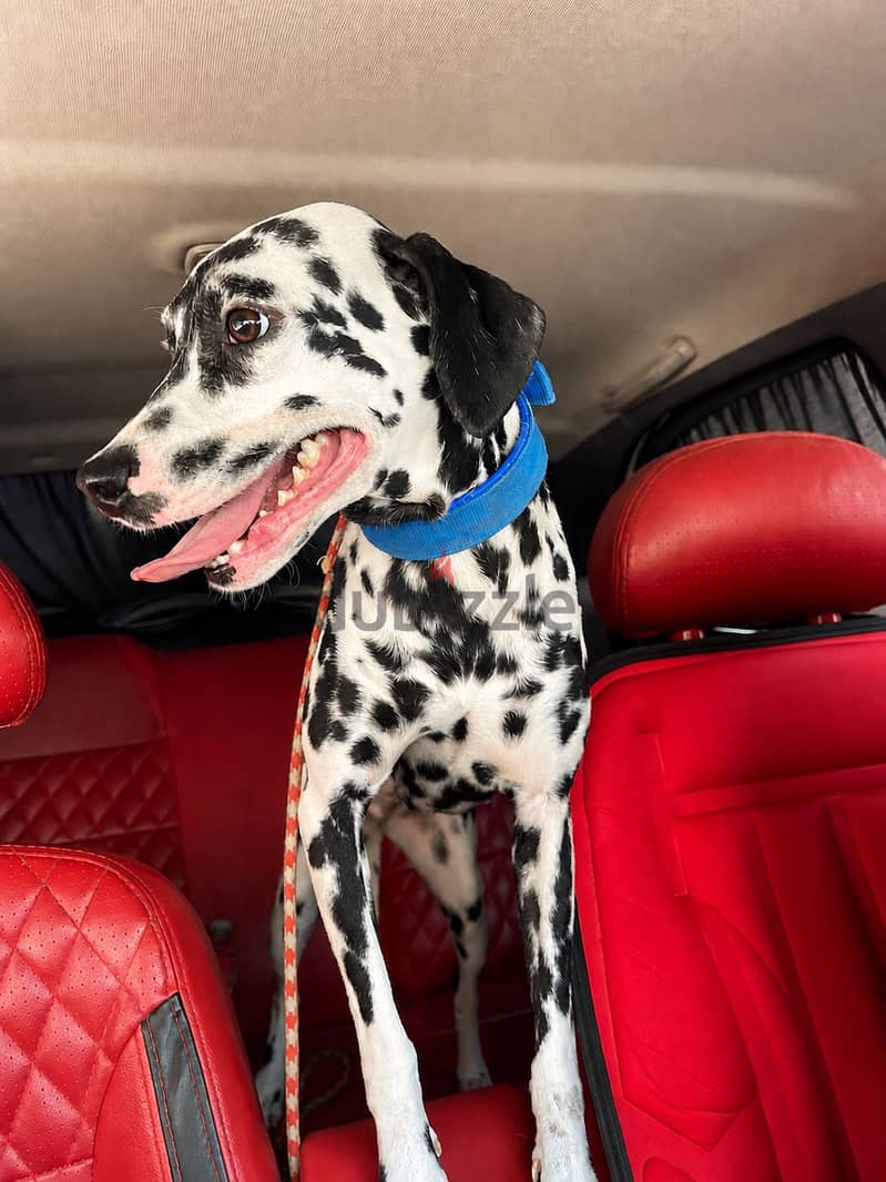 Dalmatian dog 7
