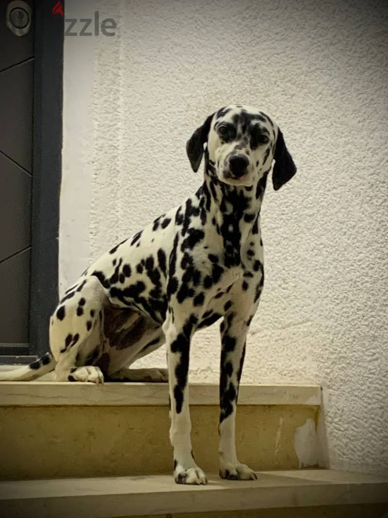 Dalmatian dog 8