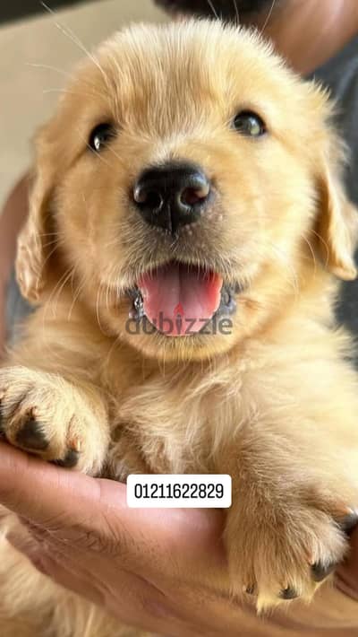 Golden retriever puppies جولدن
