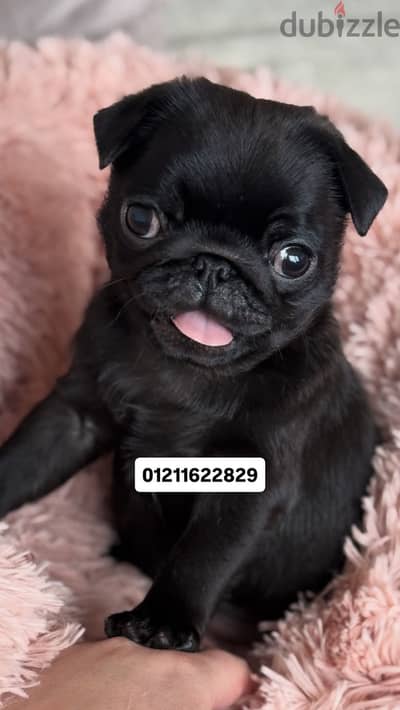 Black pug puppies بلاك بج