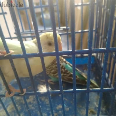 جوزيه استرالى