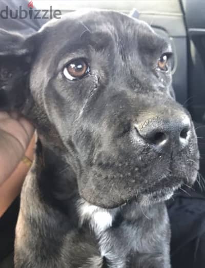 Cane corso