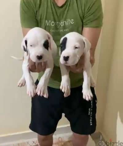 DOGO ARGENTINO PUPPiES