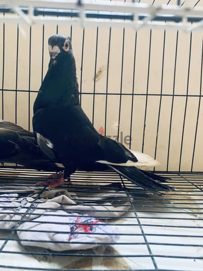 قص عنبري شغال