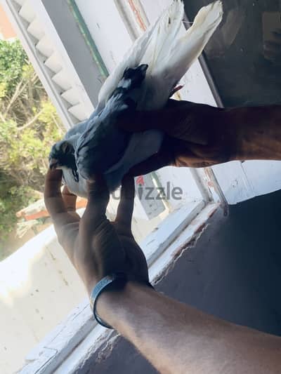 بنت أبلق اخضر