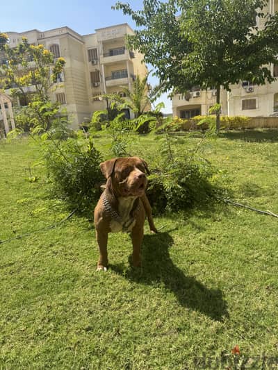 American pitbull  للزواج فقط