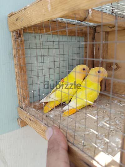 عصافير روز اوبلاين اورنج