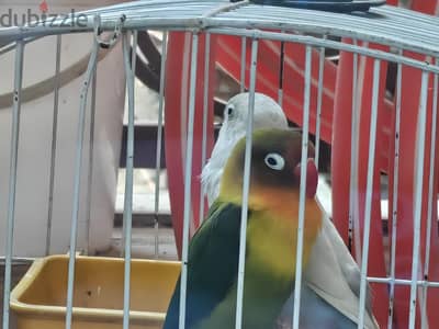 جوز فيشر منتج ما شاء الله للبدل ببغاء دره أو كويكر
