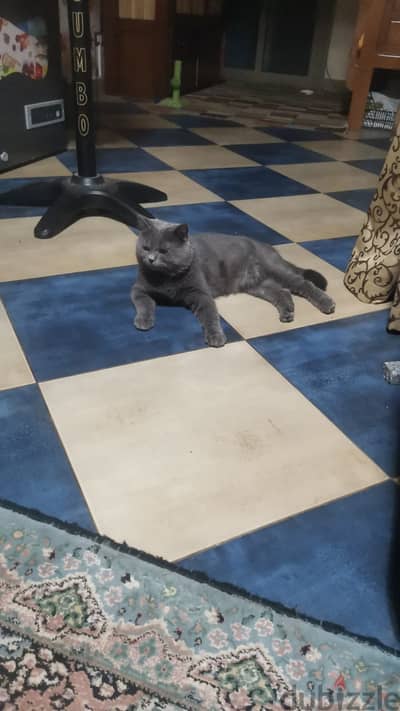 10 months British shorthair for mating only, fully vacinated