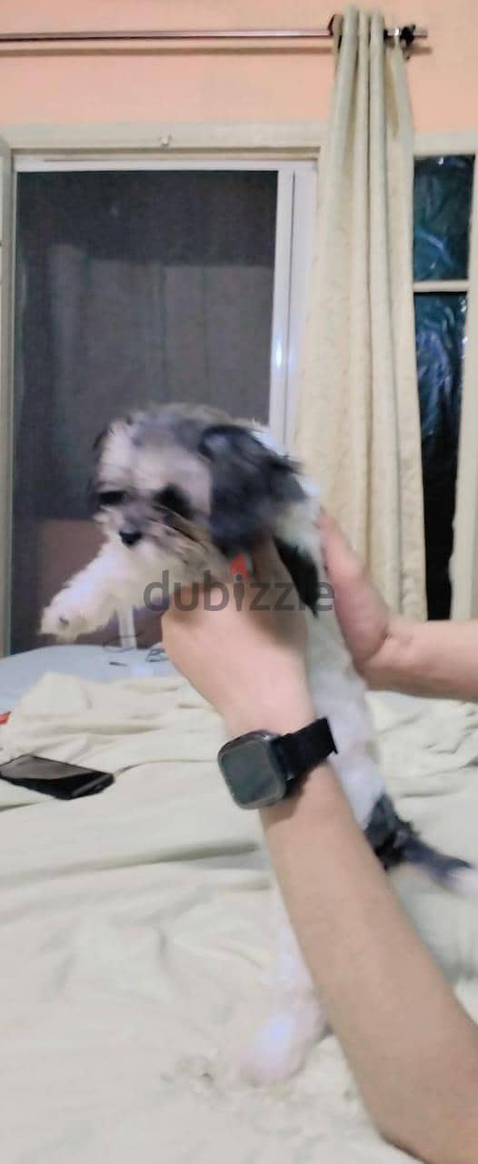 mine dog 1