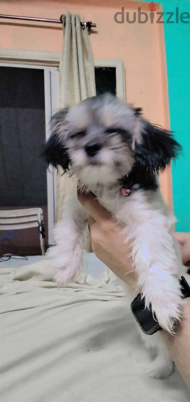 mine dog 2