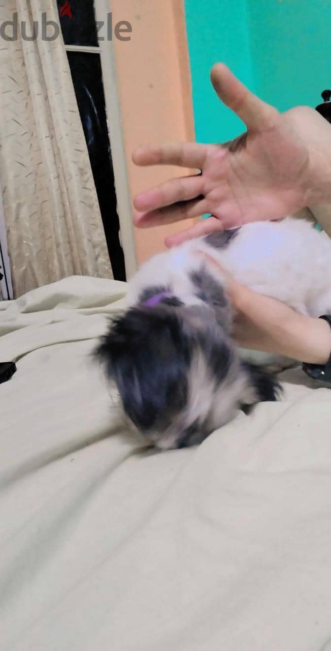 mine dog 3