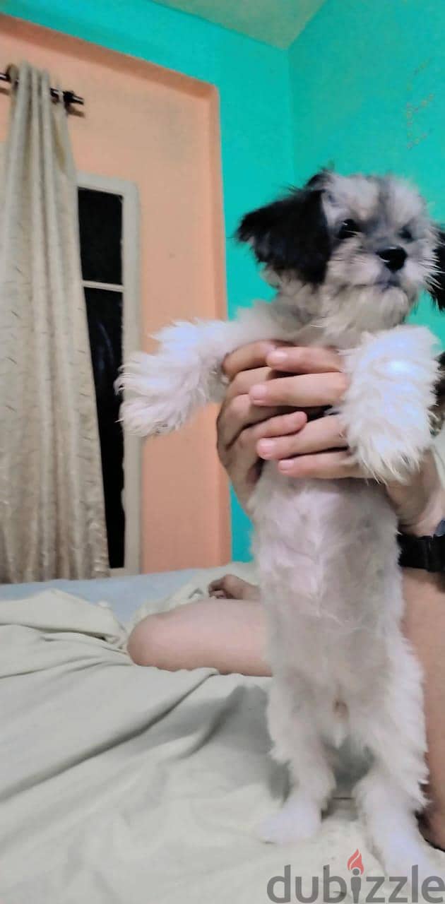 mine dog 4