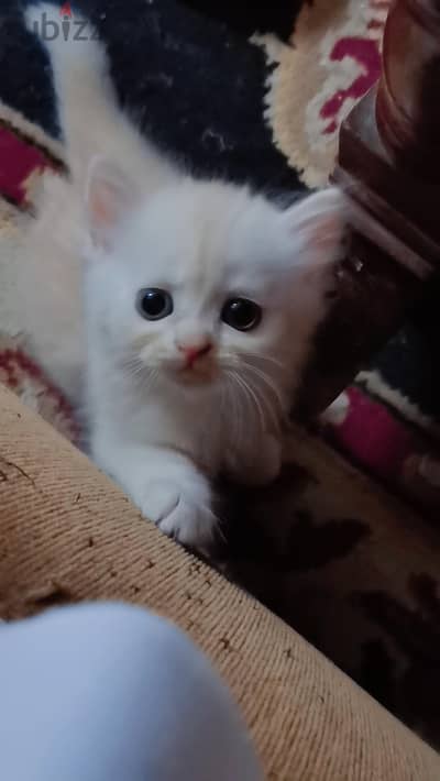 قطه 45 يوم