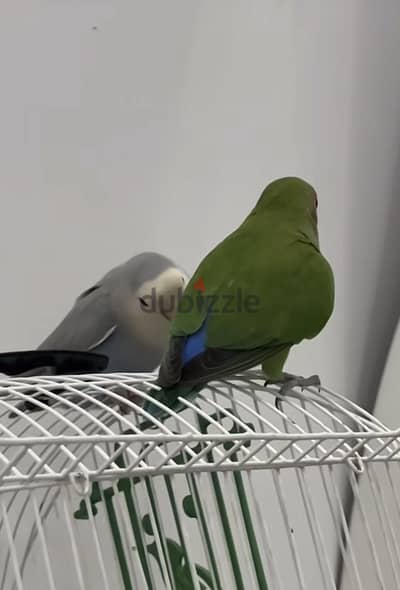ببغاء روز
