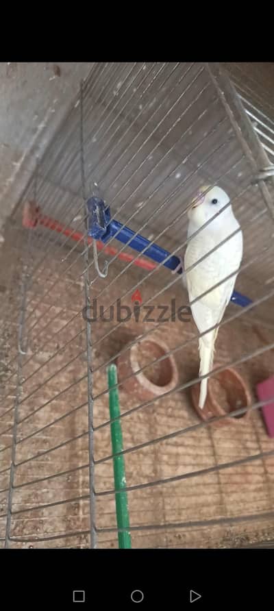 نتيتين