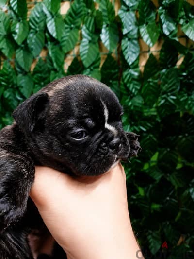 french bulldog _ فرينش بولدوج